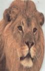 ANIMALES SALVAJES (CLIC CLAC) | 9788434849907 | DORLING KINDERSLEY , EQUIPO EDITORIAL