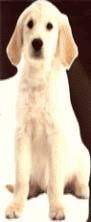 PERRITOS | 9788483145180 | VARIS