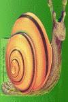 CARACOL MASCOTAS DE BOLSILLO | 9788495706195 | NEVO, A.DEL