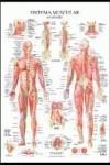SISTEMA MUSCULAR POSTER | 9788492716937 | JIMENEZ HERNANDEZ,MIGUEL